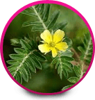 Tribulus - Women Sexual Dysfunction Problems